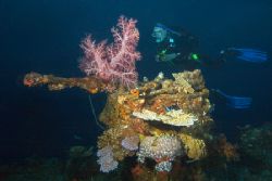 Coral encrusted bow gun on the Sankisan Maru, Truk Lagoon... by Kenneth Mostello 